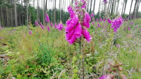 Bee on foxgloves