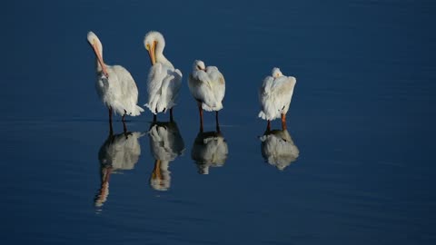 American White Pelicans