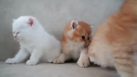 Mom Cat playing and talking to her Cute Meowing baby Kittens