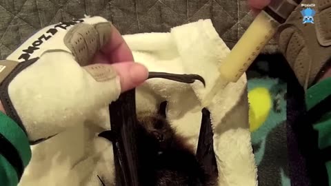 Rescuing a juvenile flying-fox having on a clothes line; this is Luna.mp4