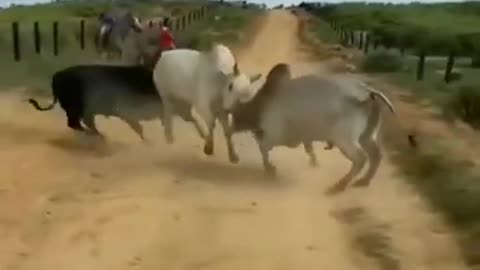 Traditional Bull Fighting in Fujairah