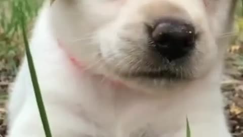 Cute puppy