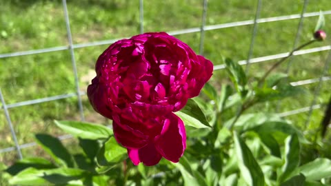 Beautiful red peonies