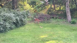 Cat and Deer Become Best Buds