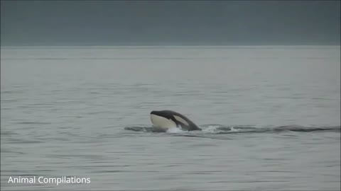 Wild Orca Killer Whales Swimming 2021