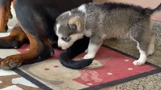 Annoyed Rottweiler Kicks Playful Husky Puppy