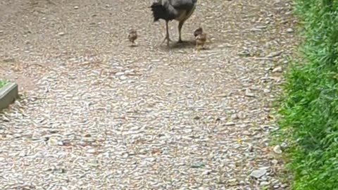 Female peackock and her chicks