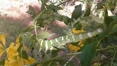 Oriental Garden Lizard (Calotes versicolor)