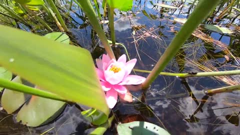 Water Lilly