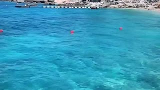 Blue Vlora