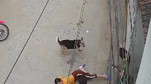 PitBull dog attack on girl