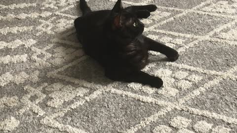 Playful Black cat