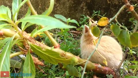 cute bunny playing in the garden