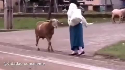 Goat Attacks People - Kоза нападает на людей - ヤギが人を襲う