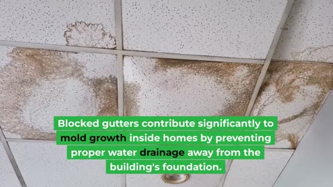 Is Mold Harmful?