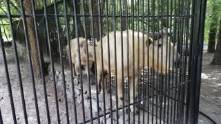 Very beautiful white buffaloes.