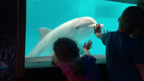 Hope at the Clearwater Marine aquarium