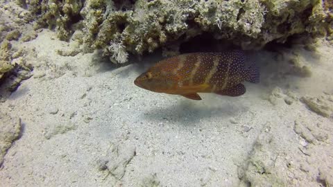 Scuba Diving in Eilat, Israel