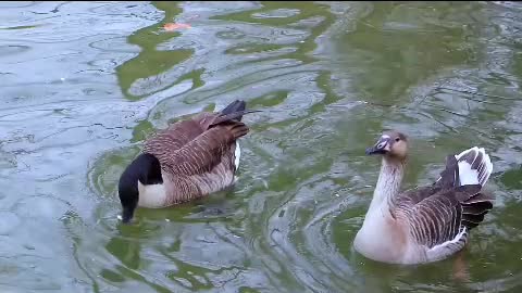 two ducks