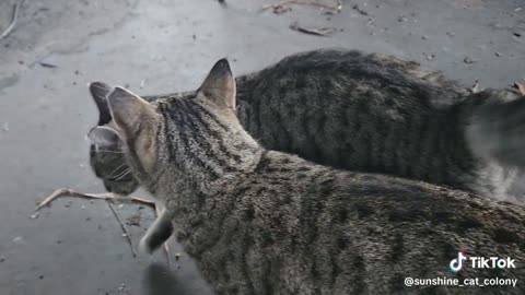 Sunshine Cat Colony - Breakfast for Bartholomew