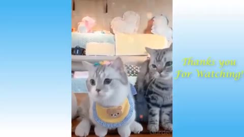 Super Cute Pets And Funny Animals Compilation :)