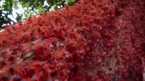 Wow, have you ever seen a beach with that color before? Trypophobia