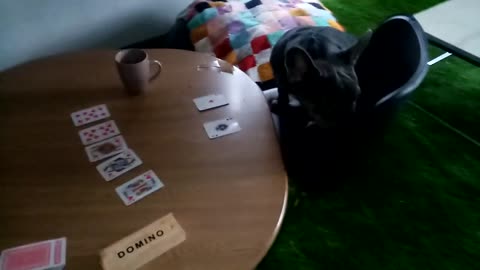 Sirius Q Waiting To Play Poker