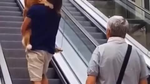 This dog is afraid to climb escalator (*/ω＼*)