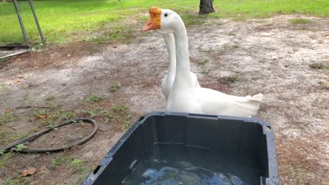 Little ones first Swim