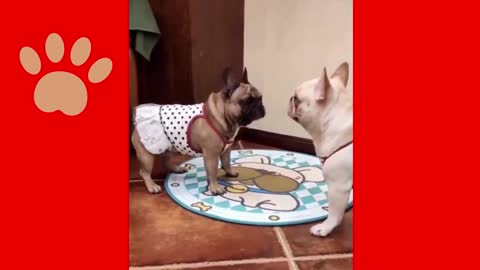 Very funny and fun dogs