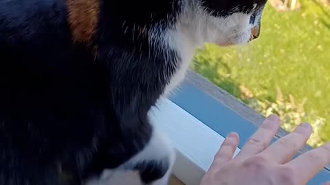 Cat Protects Owner From Dangers of Window Being Open