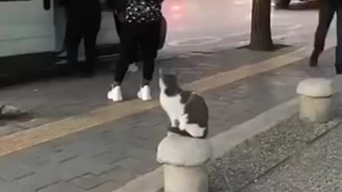 Cat Sits on Sidewalk and Attacks Pedestrians