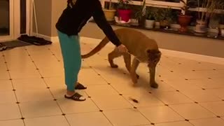 Pet Puma Plays With Toy Just Like A House Cat