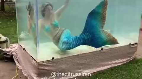 mermaid in a fish tank mermaid tail mermaid swimming in aquarium mermaid video