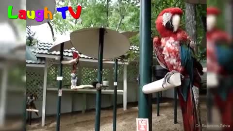 Parrot funny talking