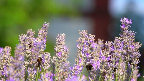 Purple Flowers And Insects Bee