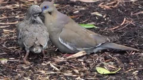 DOVE | PAVURALU | Pigeons | 4K VIDEO | ULTRA HD VIDEO