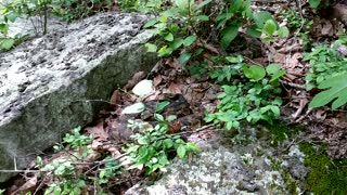 Rattlesnake rookery