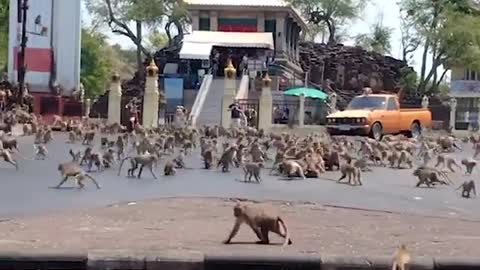 Monkeys In Thailand Fight Over Food