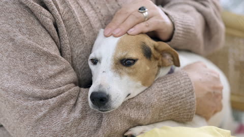 Older Woman Petting Her Dog Head With Love