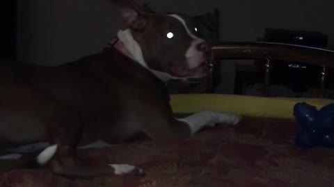 Brown dog runs around on red bed sheets barking in dark