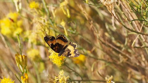 Beautiful yellow butterfly worthy of the beauty of nature