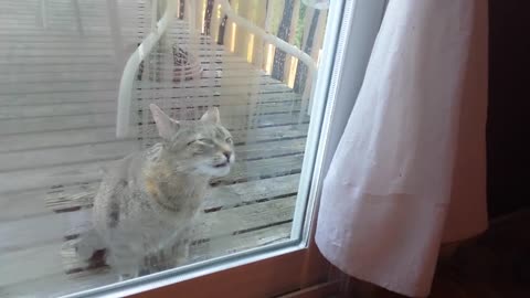 # Dog # Funny # Cat # licking sliding glass door lol