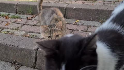 If you sit in this park, tens of cats will gather around you.