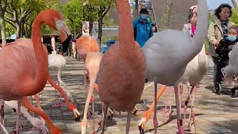 So many beautiful and cute flamingos