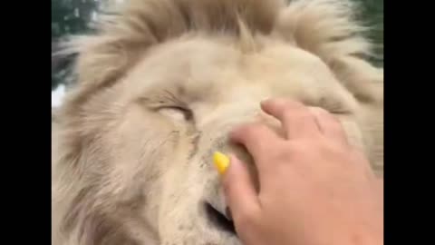 Lion BOOPS