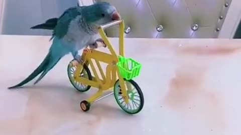 My Naughty Parrot 🦜 Riding The Cycle 😍