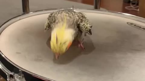 beautiful Cockatiels first Drum lesson