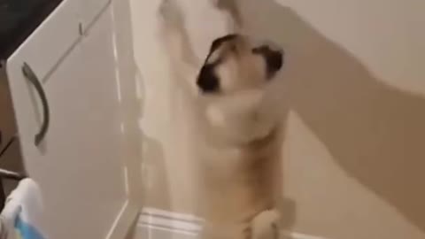 Funny dog video What is this