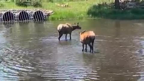 Time to frolic in the water!